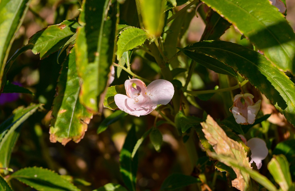 A close-up view of Himalayan balsam