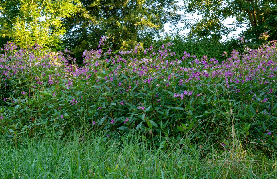 An overgrown patch of Himalayan balsam on a development site in the United Kingdom