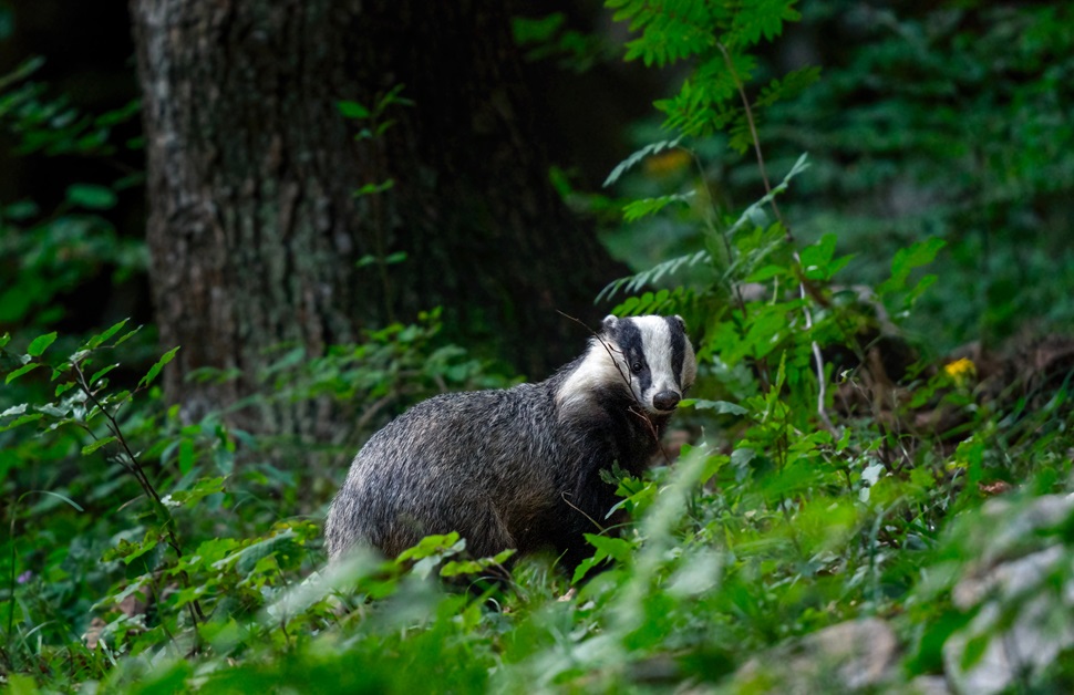 A badger hiding in a forest