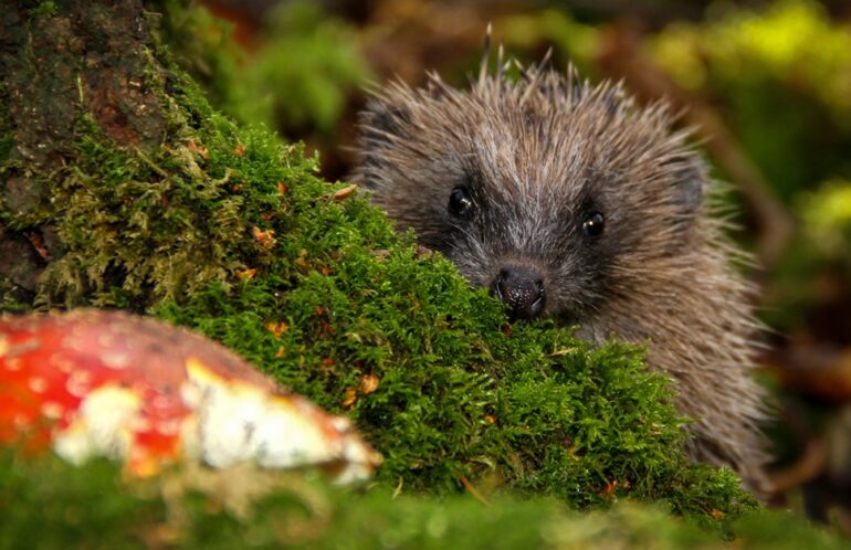 A hedgehog hiding in the forest