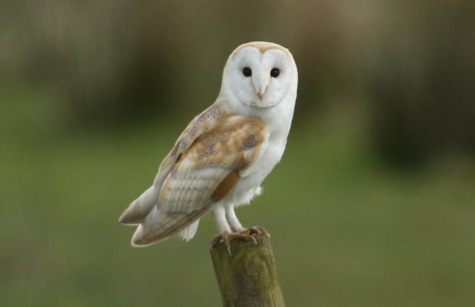 A barn owl on a fence in England