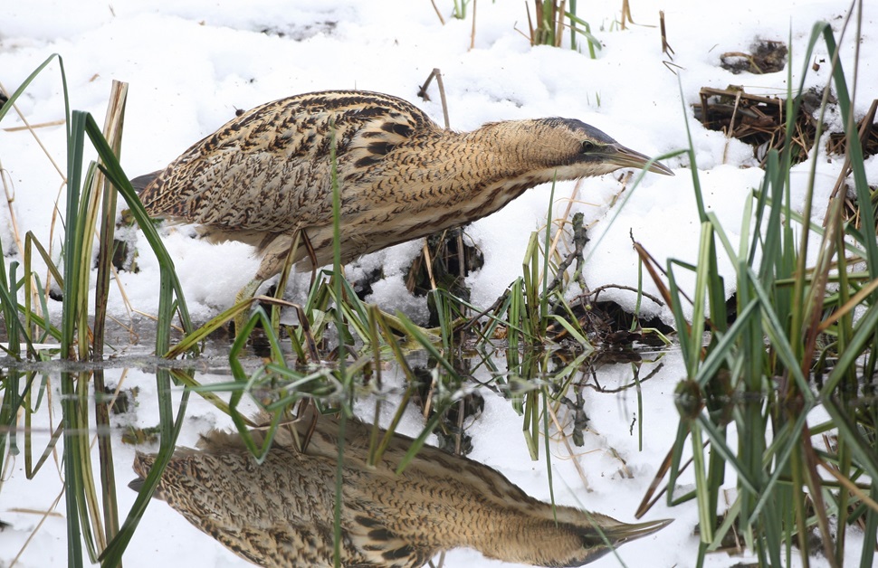 A bittern feeding in winter