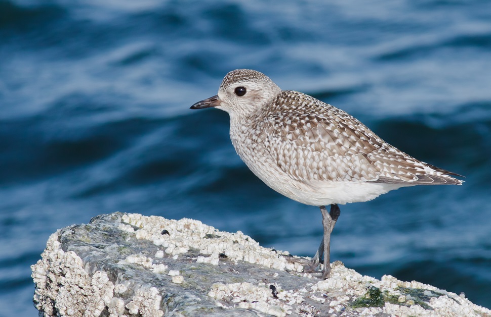 A grey plover sitting on a rock in winter