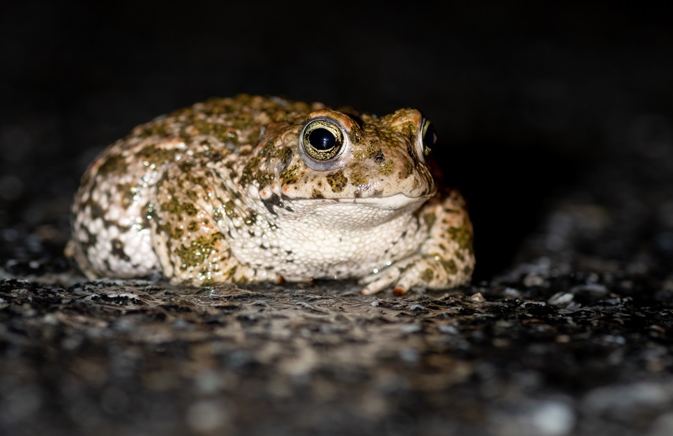 a natterjack toad at night