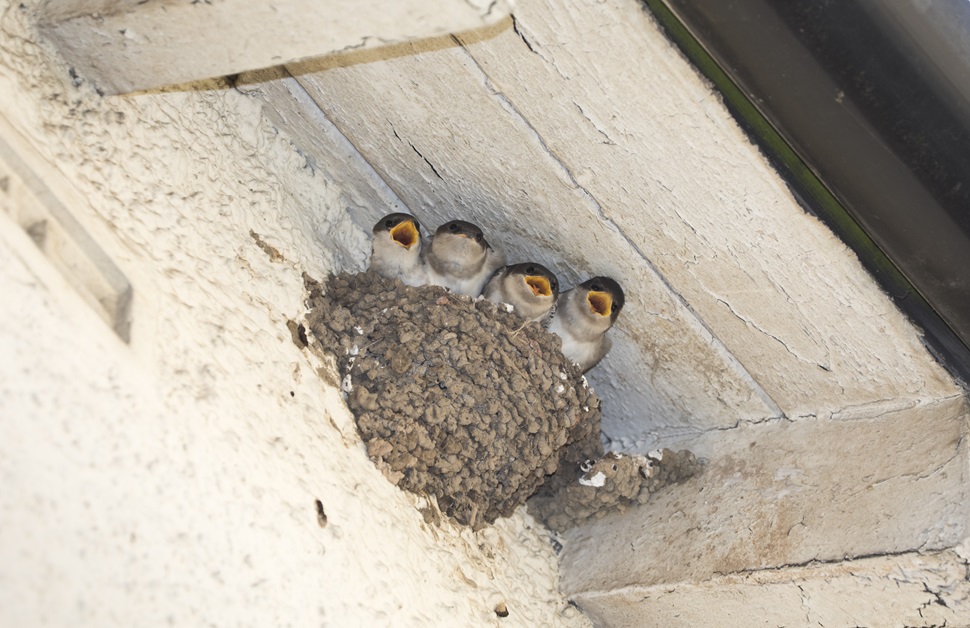 bird nesting in a part of a house