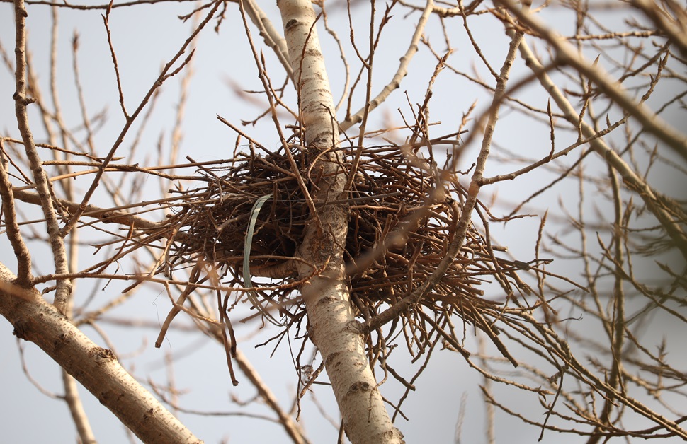 a tree with a nest sitting between branches