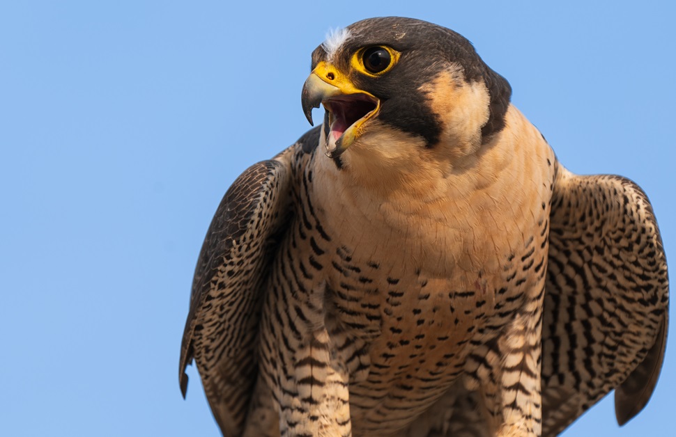 A peregrine falcon looking for potential prey