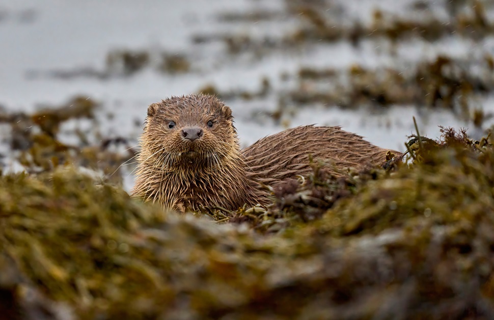 an otter staring straight at the camera