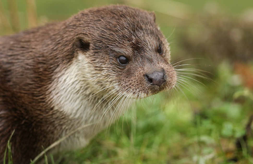 an otter close to the camera