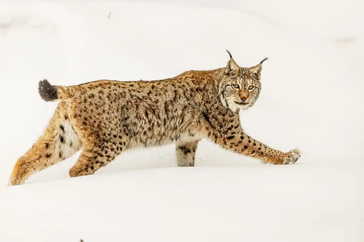 Lynx reintroduction plans are generally opposed by sheep farmers fearing livestock predation.