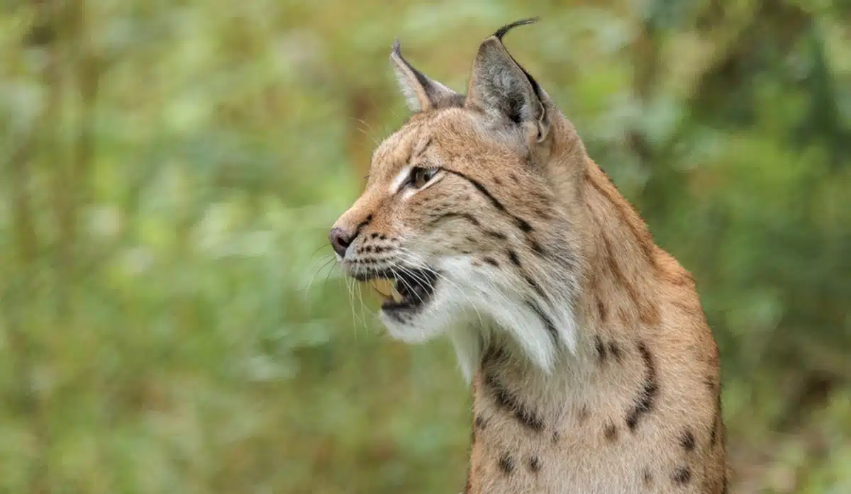 Large carnivores: lynx reintroduction faces social, legal and political obstacles.