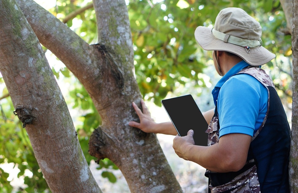 A tree consultant undertaking checks of trees on a development site