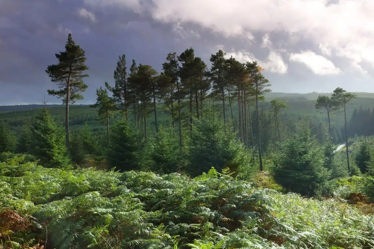 The Keilder Forest in Northumberland.