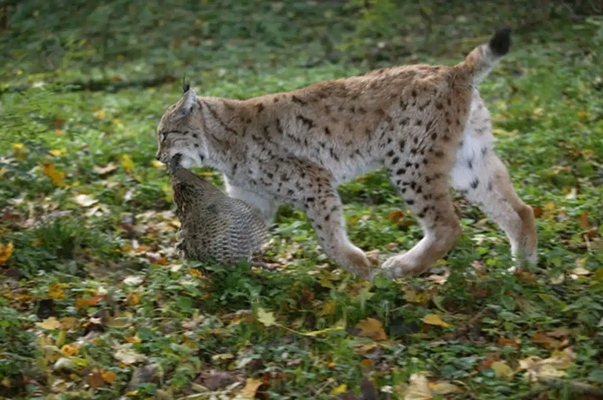Lynx are a medium sized cat and apex predators.