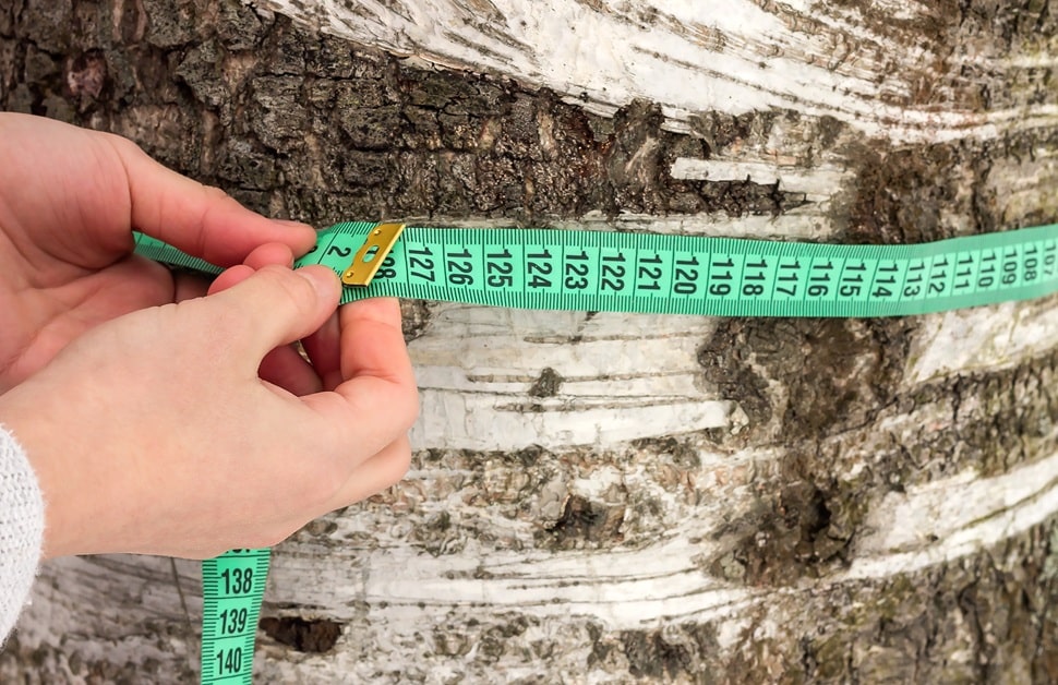 a tree consultant measuring a tree as part of a tree survey