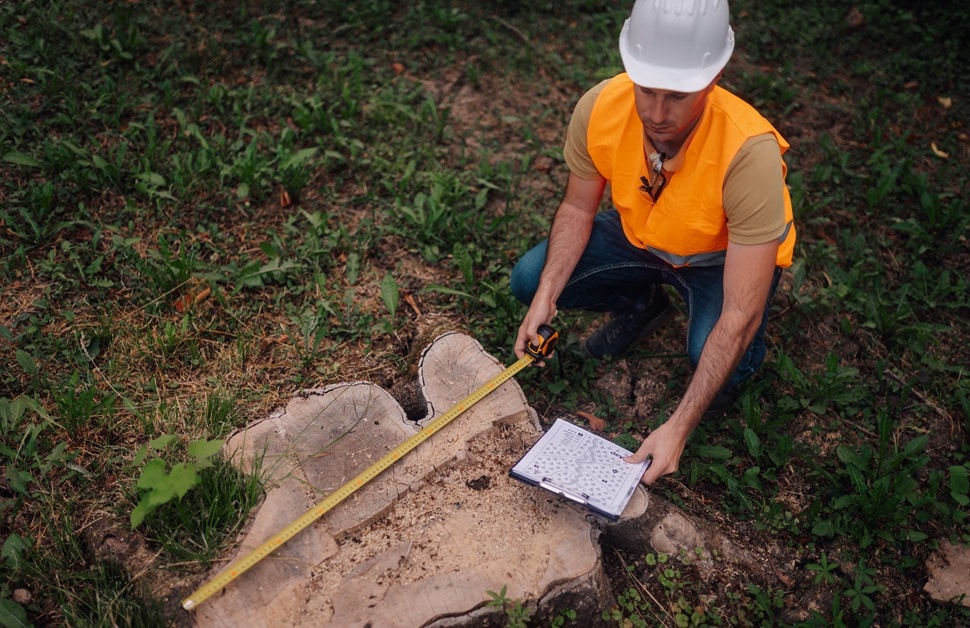 A tree consultant measuring a tree stump