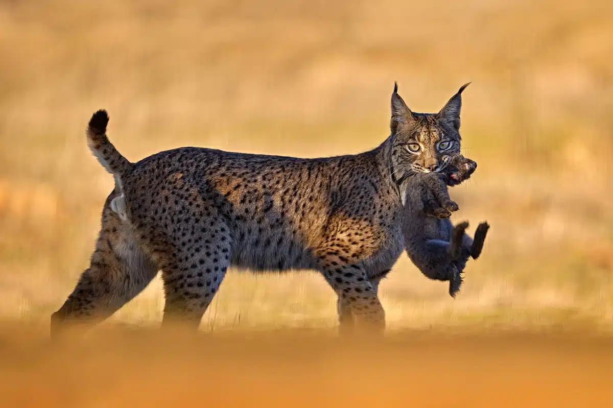 Lynx reintroduction is under discussion in Great Britain.