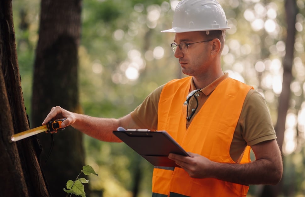 An arboricultural consultant creating a tree constraints plan (TCP)