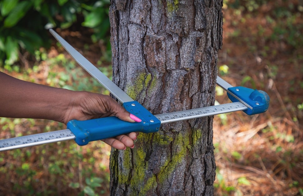 a tree consultant taking down a tree's measurements