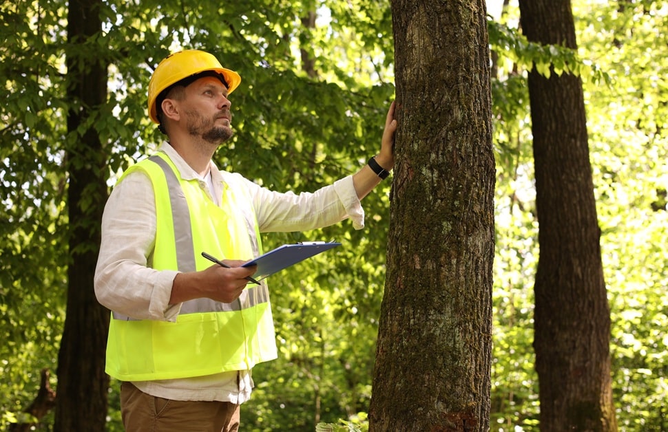 A tree consultant making checks for a mortgage tree report