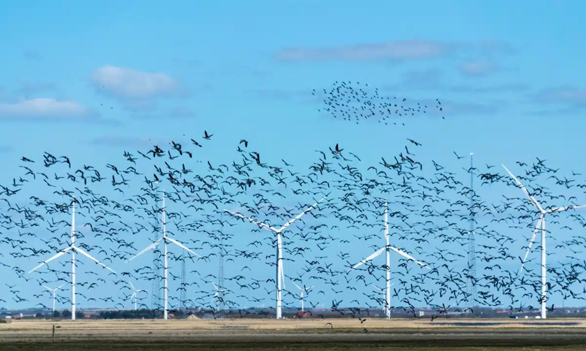 AI protects birds from wind turbines - Arbtech - Arbtech