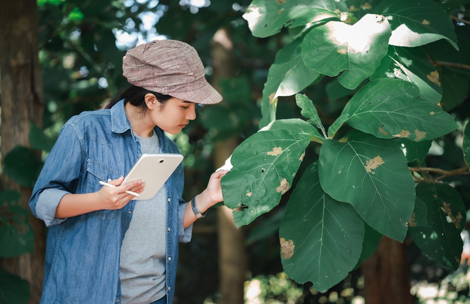 A botanist inspecting leaves of rare plant species during a botanical survey