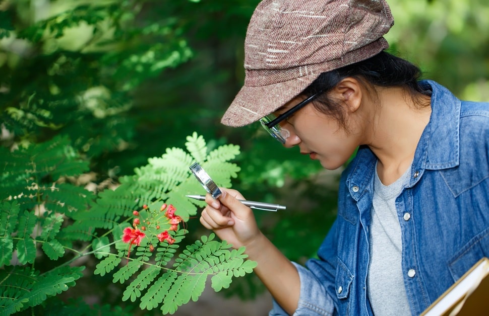 A botanist identifying a rare plant species on a leaf during a botanical survey