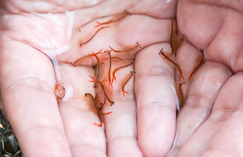 An ecological consultant holding fairy shrimps during an investigation of a site for an aquatic invertebrate survey