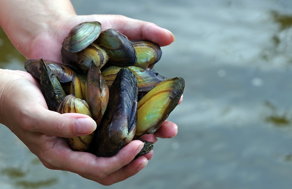 An ecologist holding freshwater pearl mussels found during an aquatic invertebrate survey
