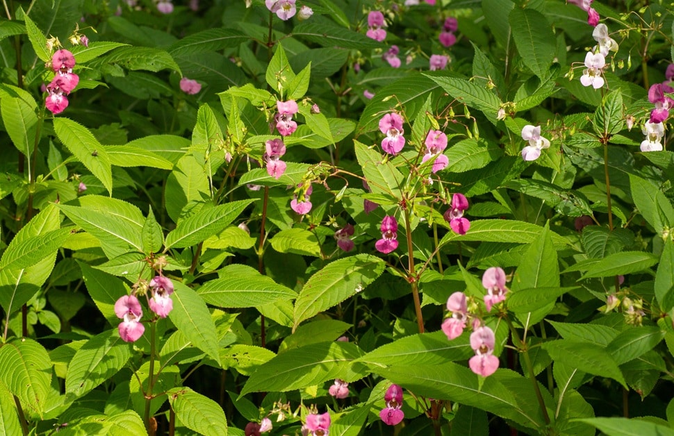 A bush filled with the invasive species Himalayan balsam
