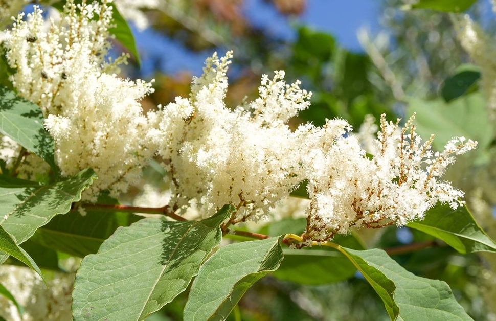 Japanese knotweed - invasive species