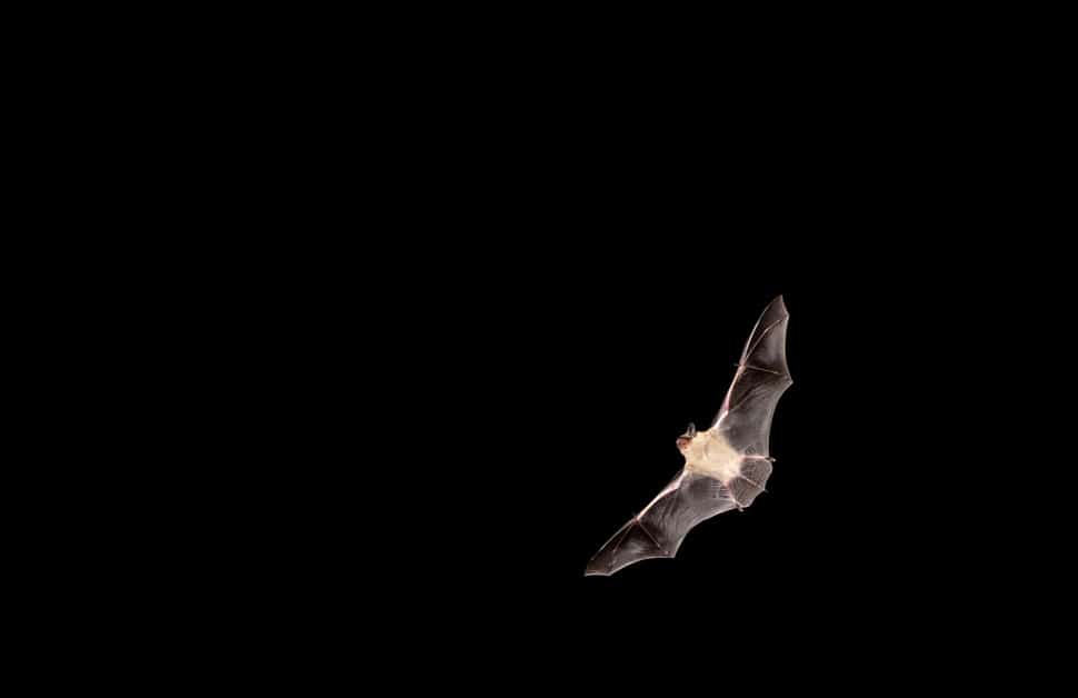 A bat flying through the dark knight sky