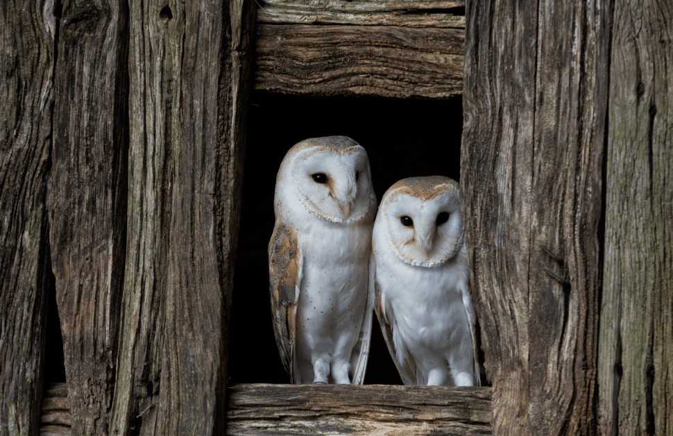 Two white barn owls sheltering in an old building