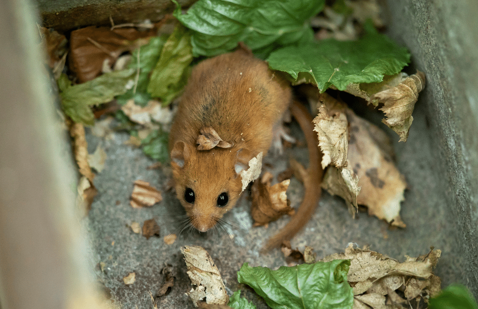 A hazel dormouse spotted during a dormice survey
