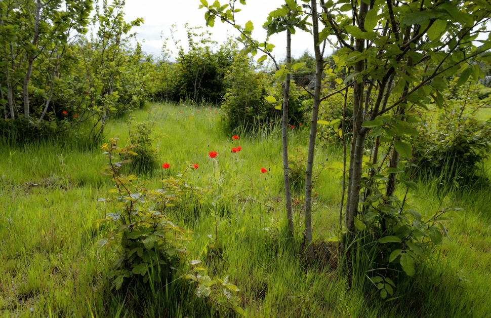 An undeveloped greenfield site featuring various vegetation and greenery