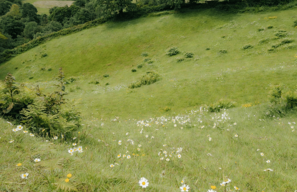 a rural patch of untouched greenfield land, with various vegetation appearing at different parts