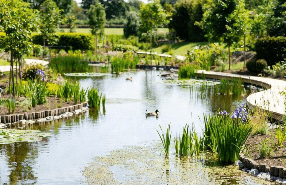 A wildlife pond in England, with ducks swimming across it