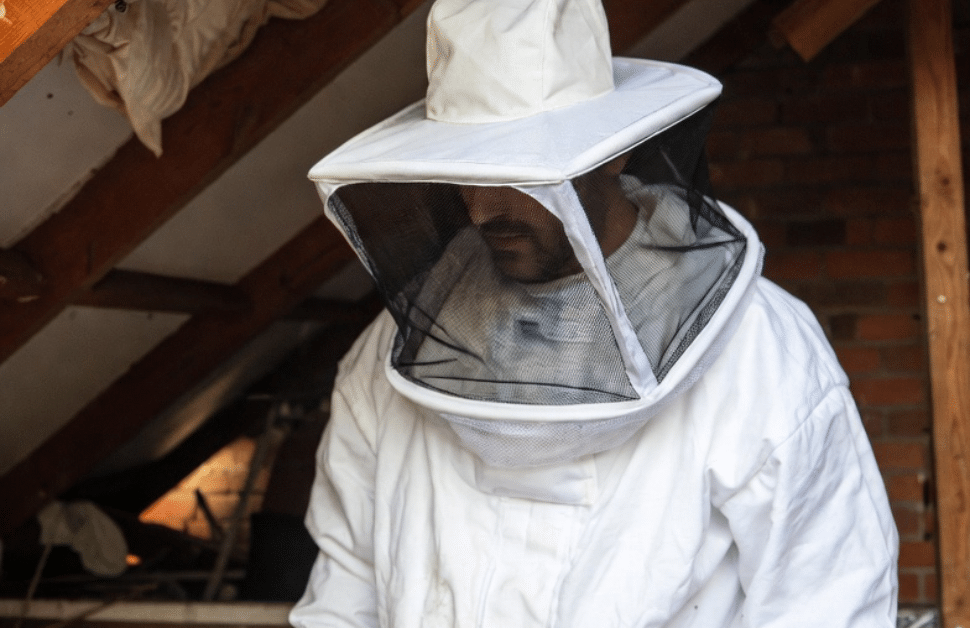 An expert investigating a loft in a property prior to conducting a professional bee removal service