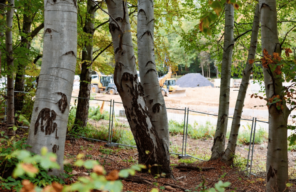 An ancient woodland area with trees on an active development site