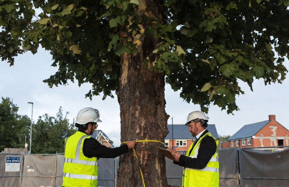 Two arboricultural consultants measuring the size of a tree on a development site
