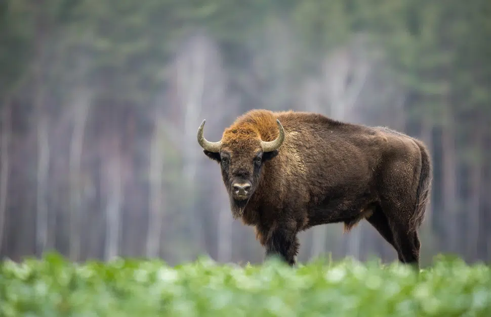 A bison in the middle of a field in the UK after a recent rewilding