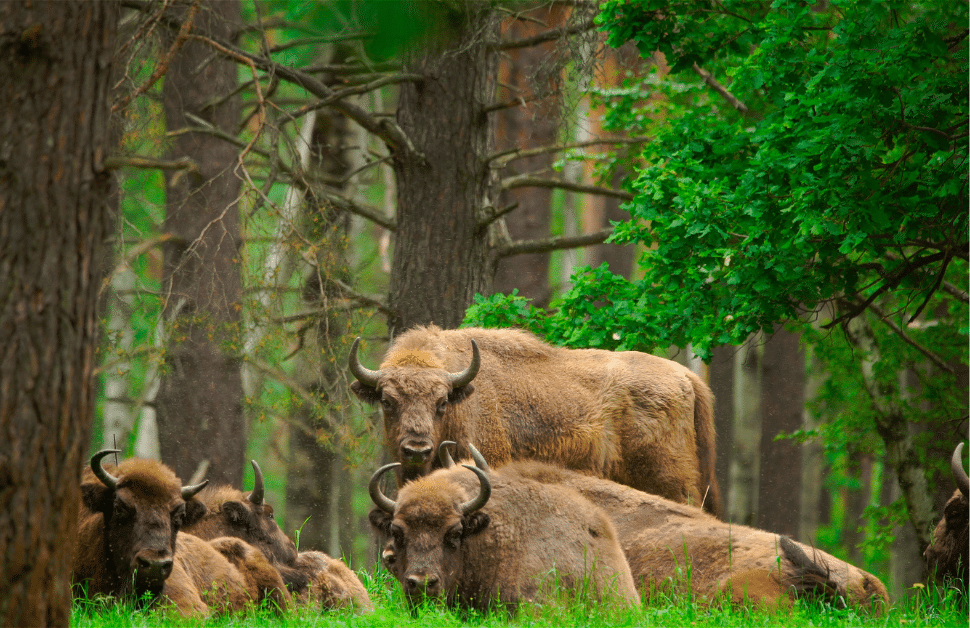 A herd of bison in a field in the UK
