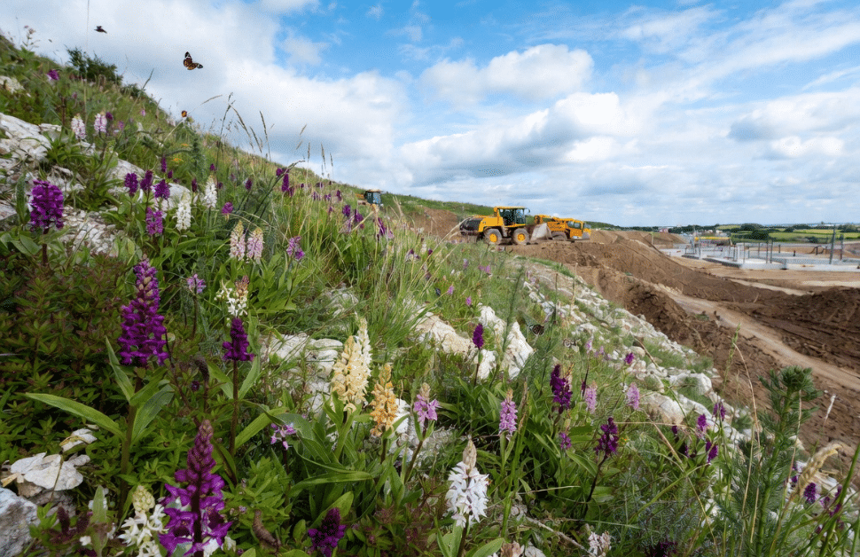 A development site with an irreplaceable habitat sitting to one side