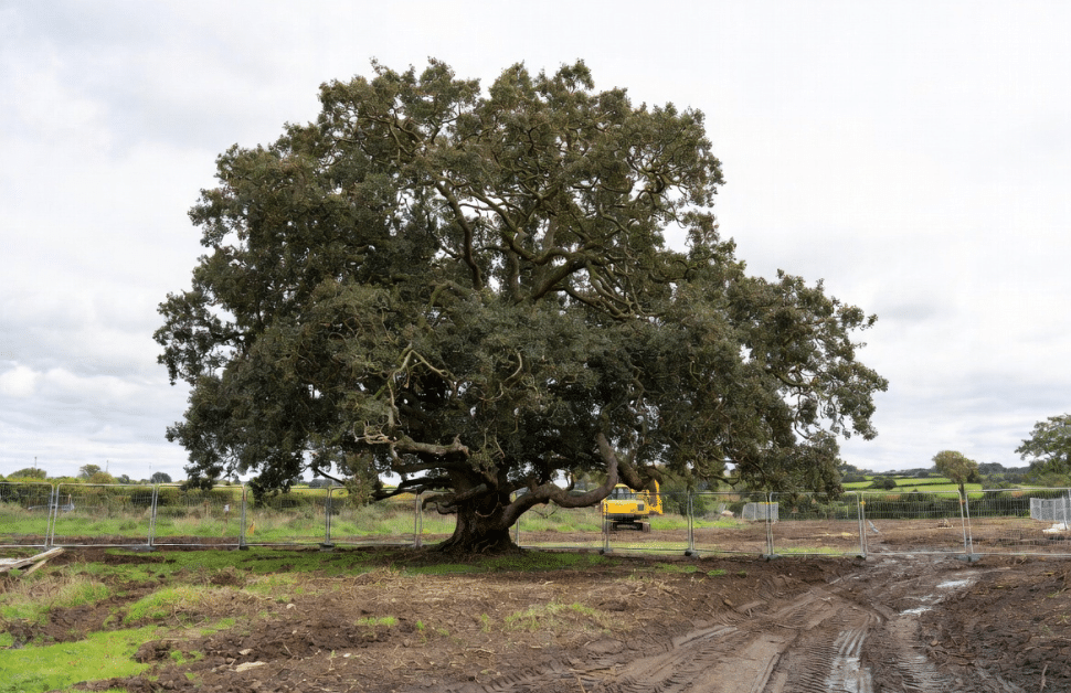 A large veteran tree on an active development site