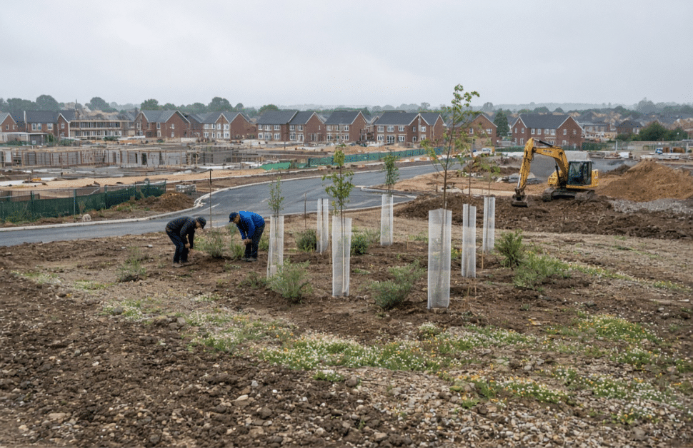 Moves to enhance a site's biodiversity value on the site of a phased development